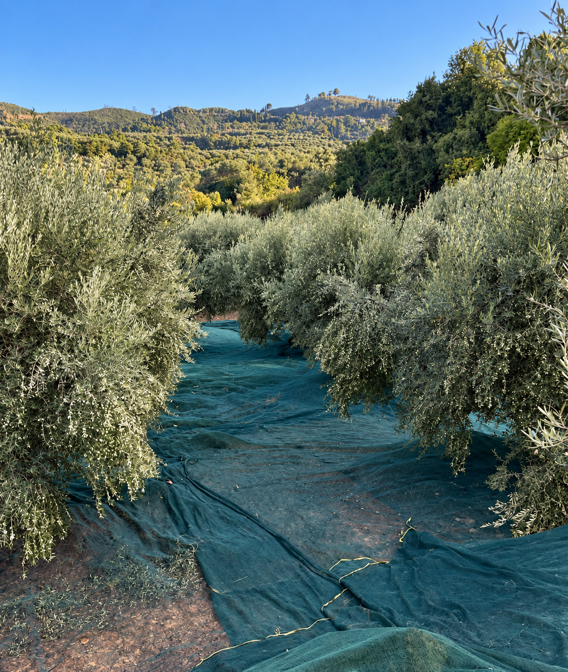 Ελληνικός ελαιώνας — συμβολική εικόνα για την αφήγηση