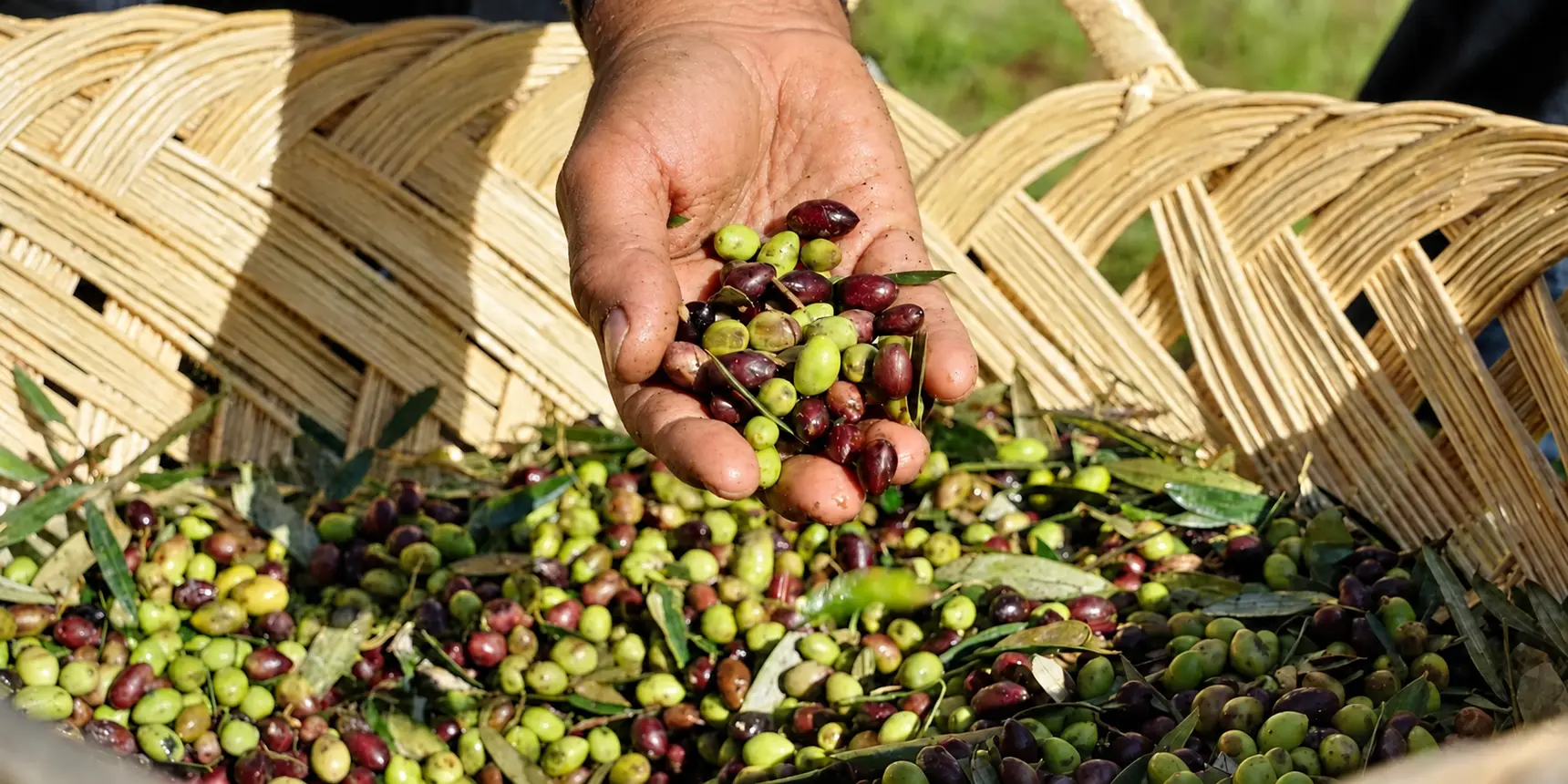 Freshly harvested olives